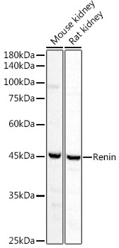 Renin Antibody in Western Blot (WB)