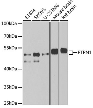 PTP1B Antibody in Western Blot (WB)