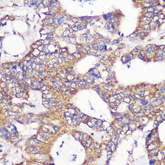 GCP6 Antibody in Immunohistochemistry (Paraffin) (IHC (P))