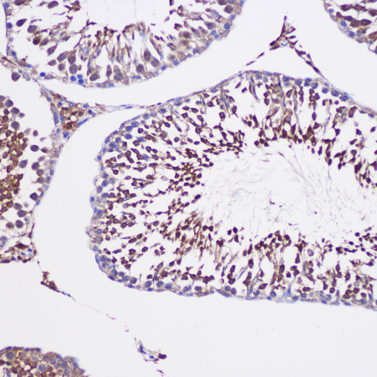 GCP6 Antibody in Immunohistochemistry (Paraffin) (IHC (P))