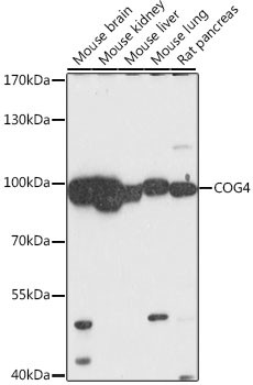 COG4 Antibody in Western Blot (WB)