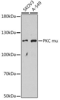 PKC mu Antibody in Western Blot (WB)