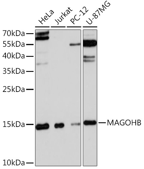 MAGOHB Antibody in Western Blot (WB)