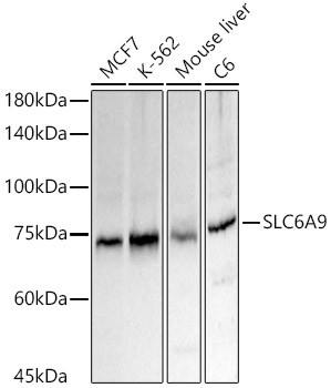 GlyT1 Antibody in Western Blot (WB)