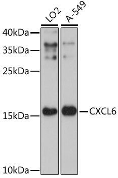 CXCL6 Antibody in Western Blot (WB)