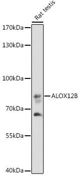 ALOX12B Antibody in Western Blot (WB)