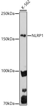 NALP1 Antibody in Western Blot (WB)