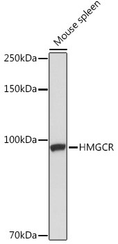 HMGCR Antibody in Western Blot (WB)