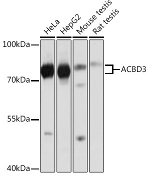 ACBD3 Antibody in Western Blot (WB)