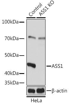 ASS1 Antibody in Western Blot (WB)