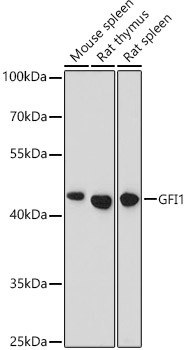 GFI1 Antibody in Western Blot (WB)