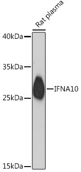 Interferon alpha-10 Antibody in Western Blot (WB)