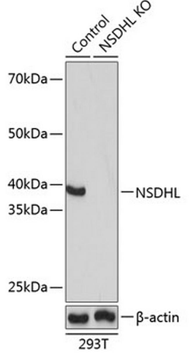 NSDHL Antibody