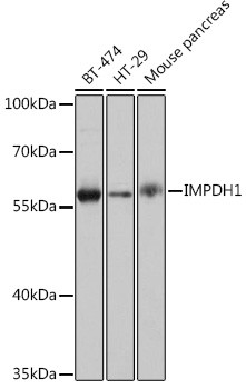 IMPDH1 Antibody in Western Blot (WB)