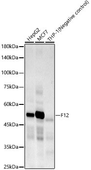 Factor XII Antibody in Western Blot (WB)