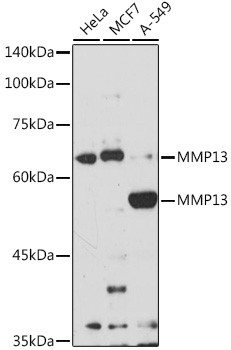 MMP13 Antibody in Western Blot (WB)