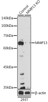 MMP13 Antibody in Western Blot (WB)