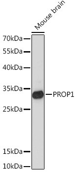 PROP1 Antibody in Western Blot (WB)