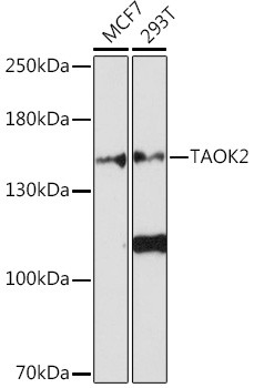 Taok2 Antibody in Western Blot (WB)