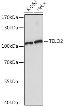 TELO2 Antibody in Western Blot (WB)