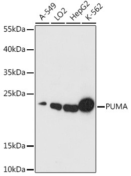 PUMA alpha Antibody in Western Blot (WB)