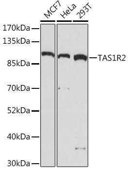 TAS1R2 Antibody in Western Blot (WB)