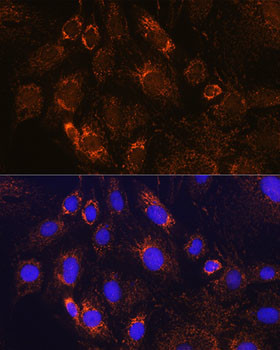 PDE12 Antibody in Immunocytochemistry (ICC/IF)