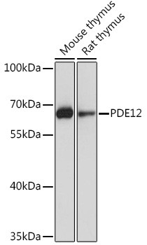 PDE12 Antibody in Western Blot (WB)