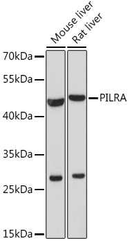 PILRA Antibody in Western Blot (WB)