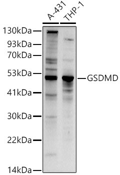 GSDMD Antibody in Western Blot (WB)