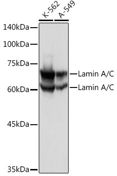 Lamin A/C Antibody in Western Blot (WB)