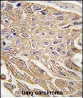 SIGLEC5 Antibody in Immunohistochemistry (Paraffin) (IHC (P))