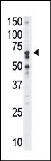 SIGLEC5 Antibody in Western Blot (WB)