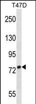 SIGLEC5 Antibody in Western Blot (WB)