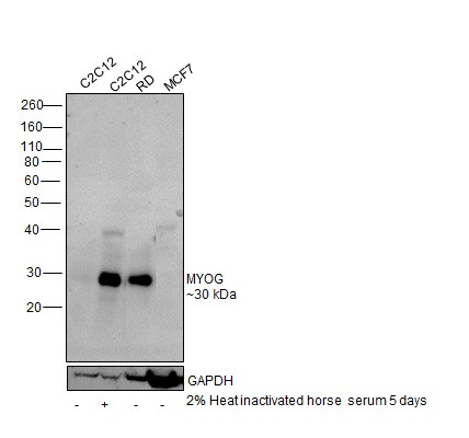 Myogenin Antibody in Western Blot (WB)