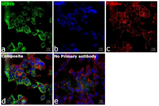 SCRIB Antibody in Immunocytochemistry (ICC/IF)