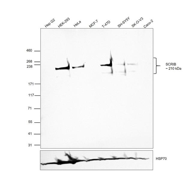 SCRIB Antibody in Western Blot (WB)