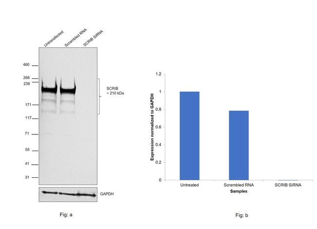 SCRIB Antibody in Western Blot (WB)