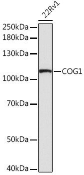 COG1 Antibody in Western Blot (WB)