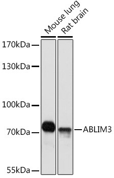 ABLIM3 Antibody in Western Blot (WB)