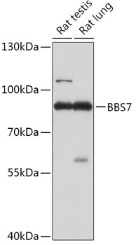 BBS7 Antibody in Western Blot (WB)