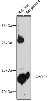 Apolipoprotein C2 Antibody in Western Blot (WB)