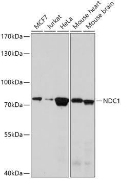 TMEM48 Antibody in Western Blot (WB)