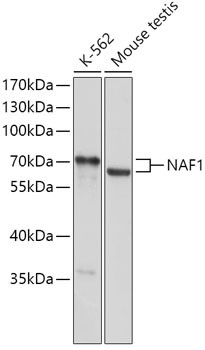 NAF1 Antibody in Western Blot (WB)