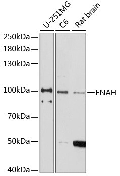 ENAH Antibody in Western Blot (WB)