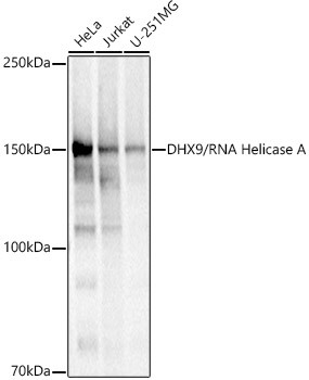 DHX9 Antibody in Western Blot (WB)