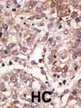 SIGLEC7 Antibody in Immunohistochemistry (Paraffin) (IHC (P))