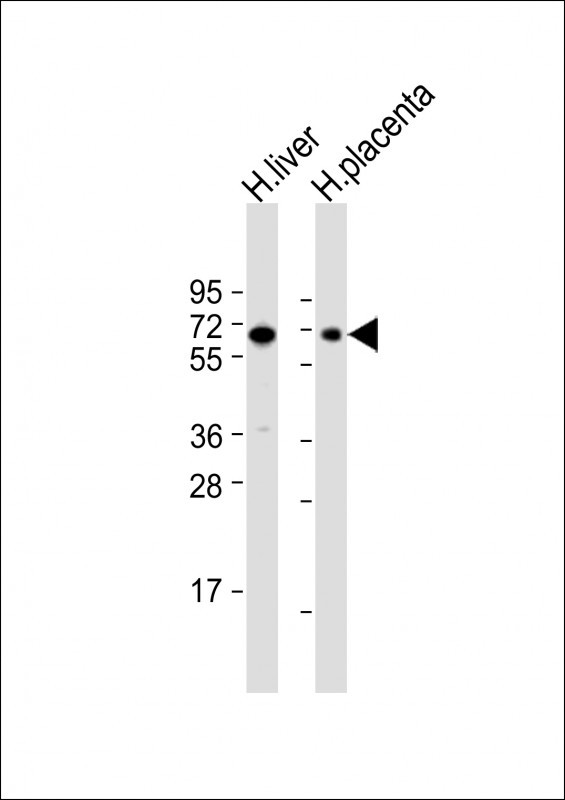 SIGLEC7 Antibody in Western Blot (WB)