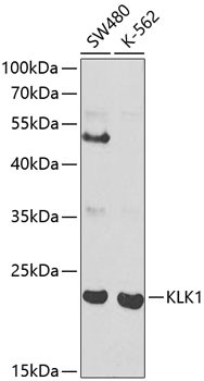 Kallikrein 1 Antibody in Western Blot (WB)