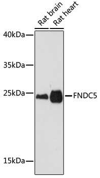 FNDC5 Antibody in Western Blot (WB)